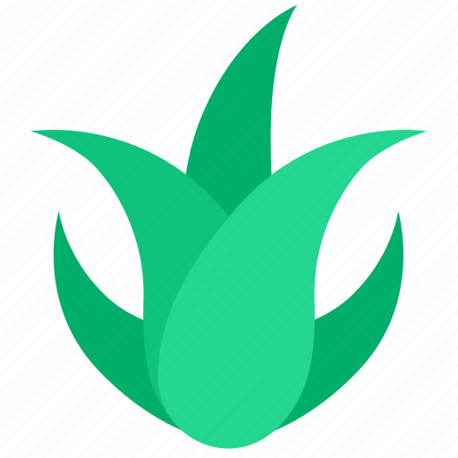 Aloe, leaf, cosmetic, herbal, healthy, botany, organic icon - Download on Iconfinder