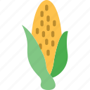agriculture, corn, farming, garden, nature