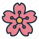 blossom, flower, spring, korea, country, culture, cherry blossom, south korea
