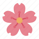 blossom, flower, spring, korea, country, culture, cherry blossom, south korea