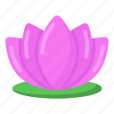 lotus, flower, floweret, nature, nelumbo nucifera