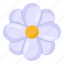 bellis perennis, daisy flower, flower, floweret, nature 