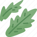 arugula, rocket, leaf, salad, herb