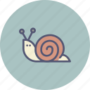 mollusc, shell, slow, sluggish, snail