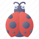 ladybug, bug, insect, spring, beetle