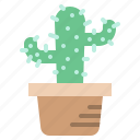 cactus, pot, plant, garden, gardening