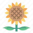 sunflower, flower, nature, plant, garden