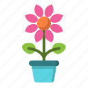 flower, plant, pot, nature, spring