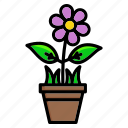 flower, pot, nature, plant, spring
