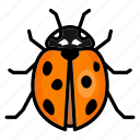 ladybug, spring, insect, bug