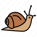 snail, shell, slow, slug, nature, wildlife