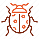 ladybug, nature, animal, easter, autumn, virus, beetle, bug, ladybird