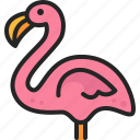 flamingo, bird, animal, wildlife, zoo
