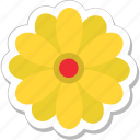bloom, blossom, daisy, flower, sunflower