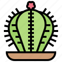 cactus, decoration, desert, plants, succulent