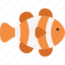 clownfish, sea life, marine, animal, fauna, ocean