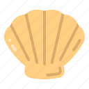 seashell, marine animal, ocean, shell