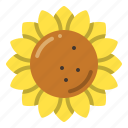 sunflower, flower, blossom, spring