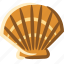 shell, scallop, sea, beach, summer 