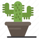 cactus, nature, plant