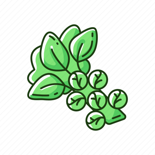 Cabbage, sprout, vegetable, organic icon - Download on Iconfinder