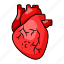 human, heart, cardiology, cardio, human heart, tumor, cancer 