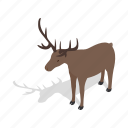 animal, buck, deer, european, isometric, mammal, roe