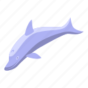sea, dolphin, isometric