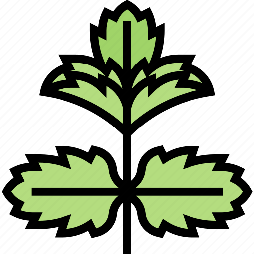 Mint, leaf, herbal, fresh, ingredient icon - Download on Iconfinder