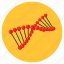 dna, dna helix, deoxyribonucleic acid, dna strand, genetics 