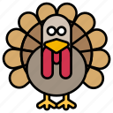 thanksgiving, turkey, bird, animal