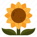 sunflower, petals, flower, botanical, blossom, nature, summer