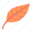 leaf, autumn leaf, fall leaf, fall, season, red, yellow, orange, autumn leaves 