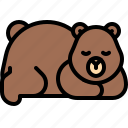 bear, brown bear, shaggy fur, wildlife