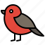 bird, nature, redbreast, robin bird 