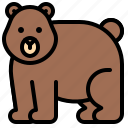 animal, bear, brown bear, shaggy fur, wildlife