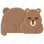 bear, brown bear, shaggy fur, wildlife 