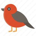 bird, nature, redbreast, robin bird