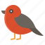 bird, nature, redbreast, robin bird 