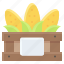 corn, corns, food, organic, vegetable, wooden case 