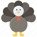 animal, bird, turkey, turkey recipe, wild turkey