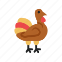 thanksgiving, holiday, autumn, fall, happy, season, turkey, chicken, animal