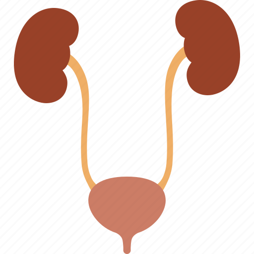 Bladder, kidneys, organ, tract, ureters, urethra, urinary icon - Download on Iconfinder