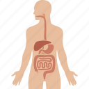 digestion, digestive, gastrointestinal, human, organs, system, tract 