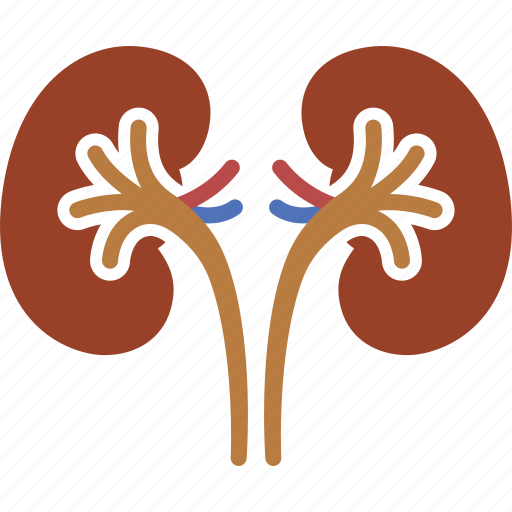 Kidney, kidneys, organ, organs, ureter, urology icon - Download on Iconfinder