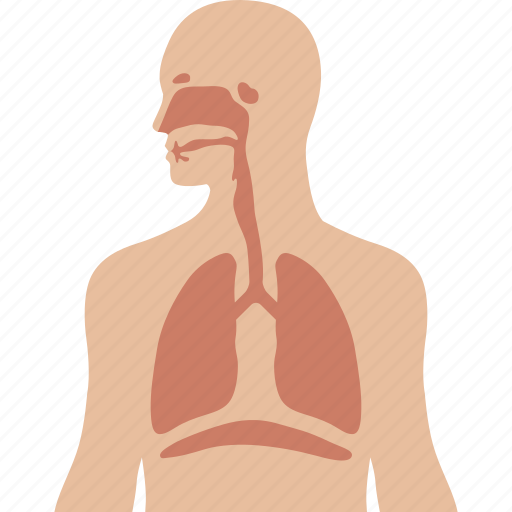 Apparatus, human, lungs, respiration, respiratory, system, ventilatory icon - Download on Iconfinder