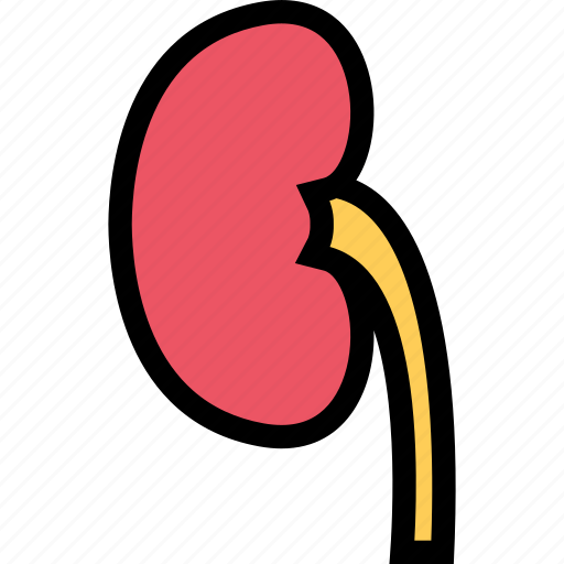 Anatomy, human, kidney, organs icon - Download on Iconfinder
