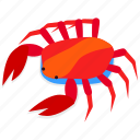 crab, sea, seafood, beach