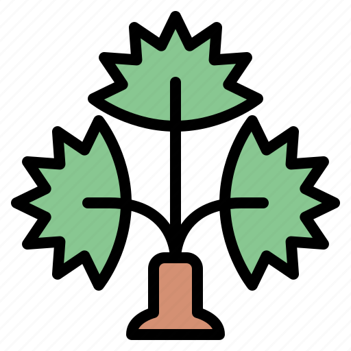 Fan, palm, tree, nature, forest, plant, lanscape icon - Download on Iconfinder