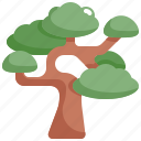 bonsai, botanical, ecology, garden, gardening, nature, tree